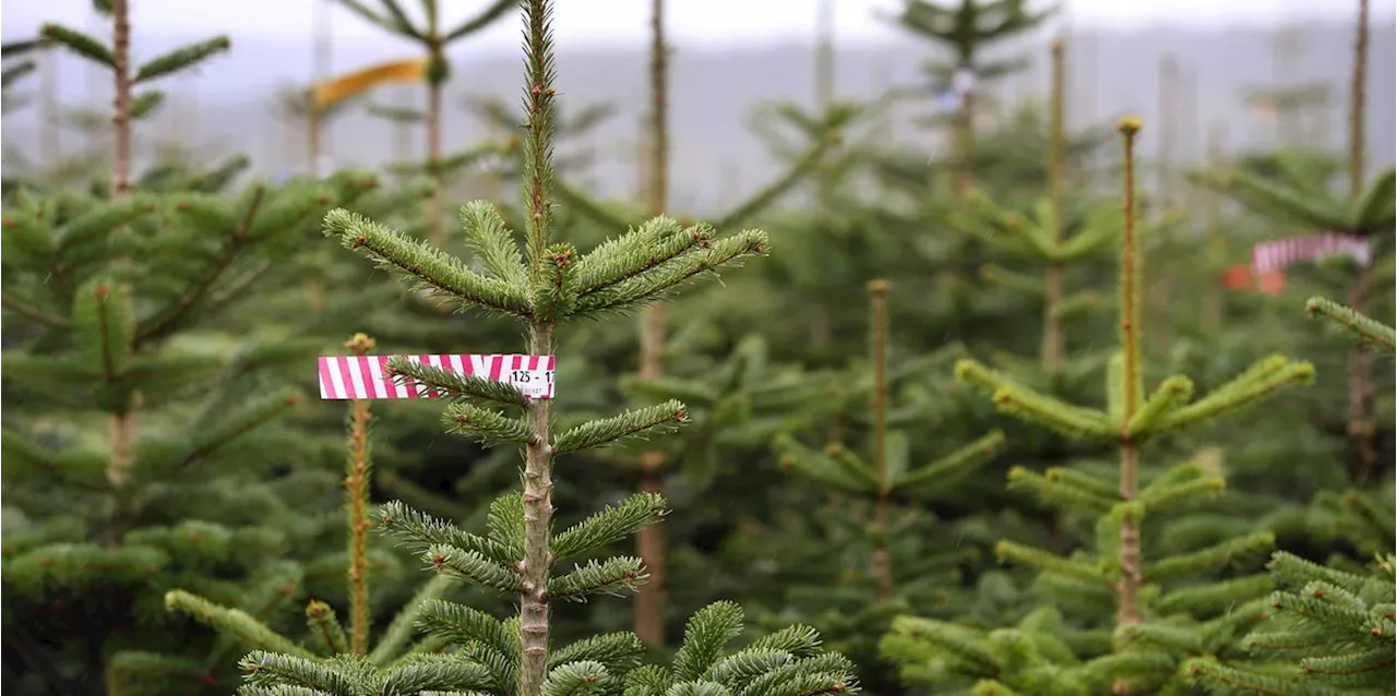 Forscher verraten: Jeder Weihnachtsbaum bringt Tausende Insekten ins Wohnzimmer