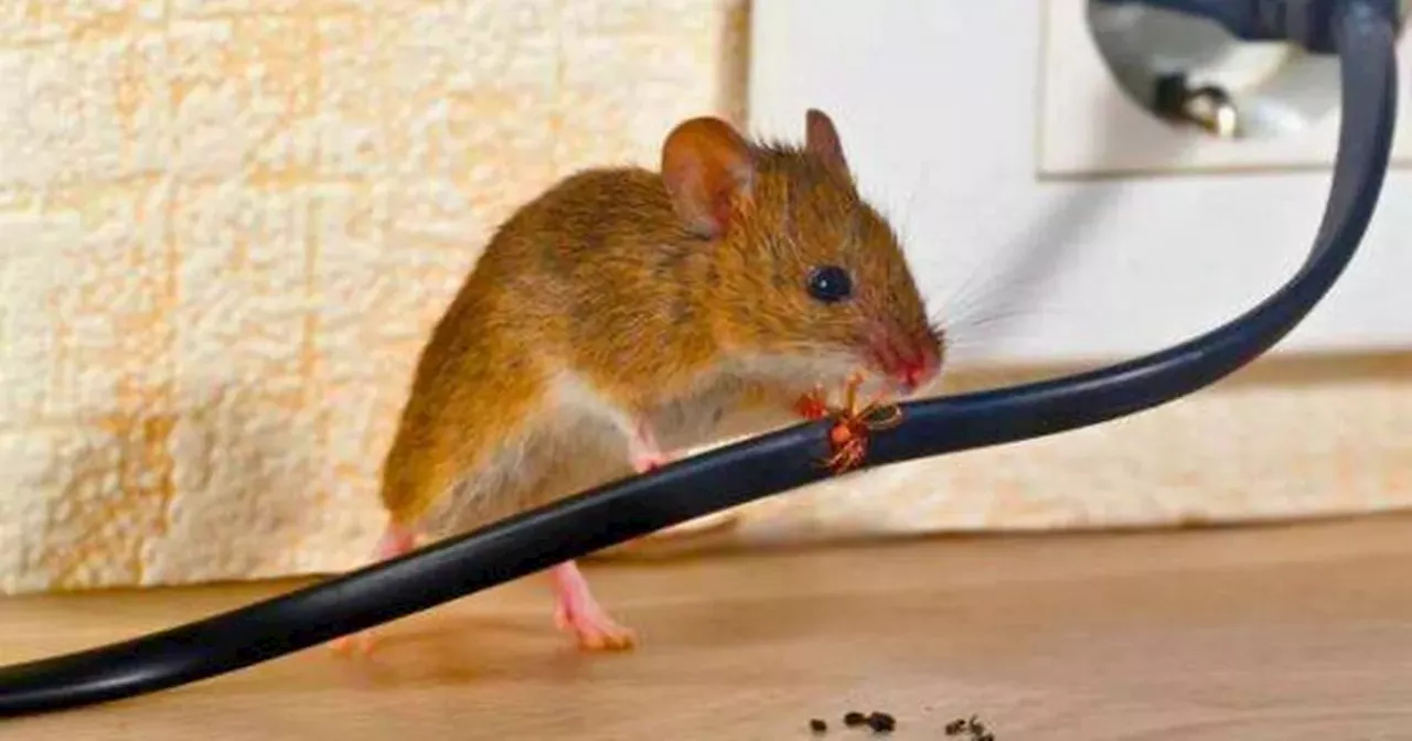 Four natural smells that will keep rats and mice away from your home