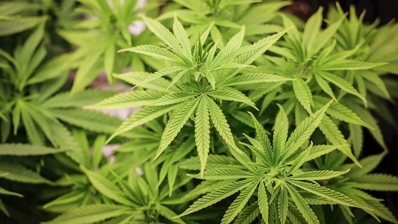 Hessen: Zwei Genehmigungen für Cannabis-Anbau in Hessen