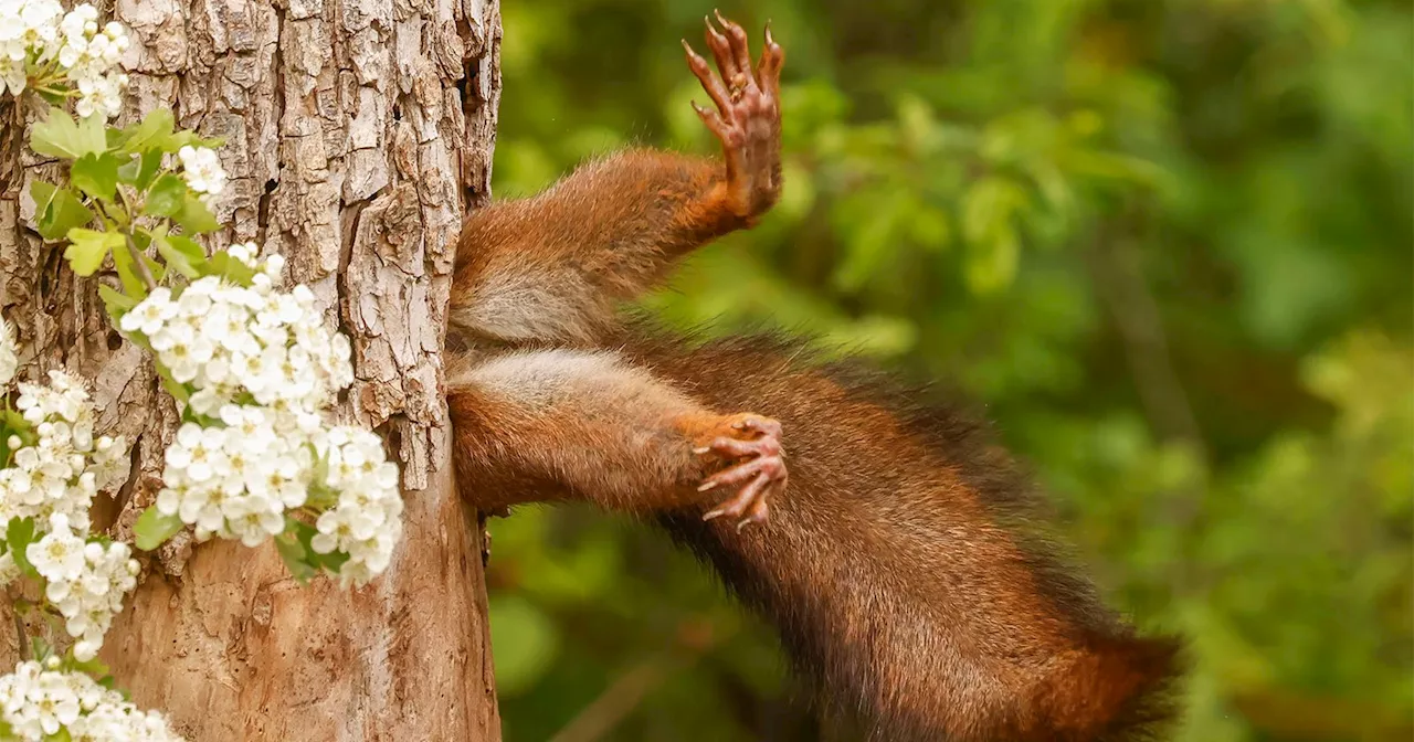 Stuck Squirrel Photo Wins the 2024 Nikon Comedy Wildlife Awards