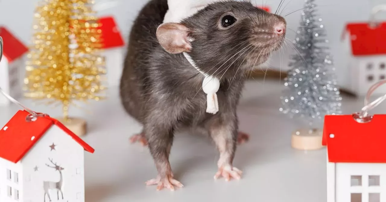 Warning as Irish homes may see influx of rats over the Christmas holidays