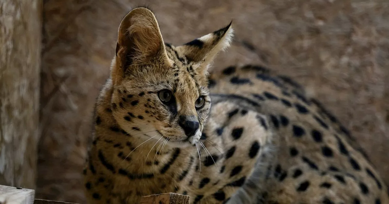 Ontsnapte servals in Dalen na urenlang zoeken terug bij baasje