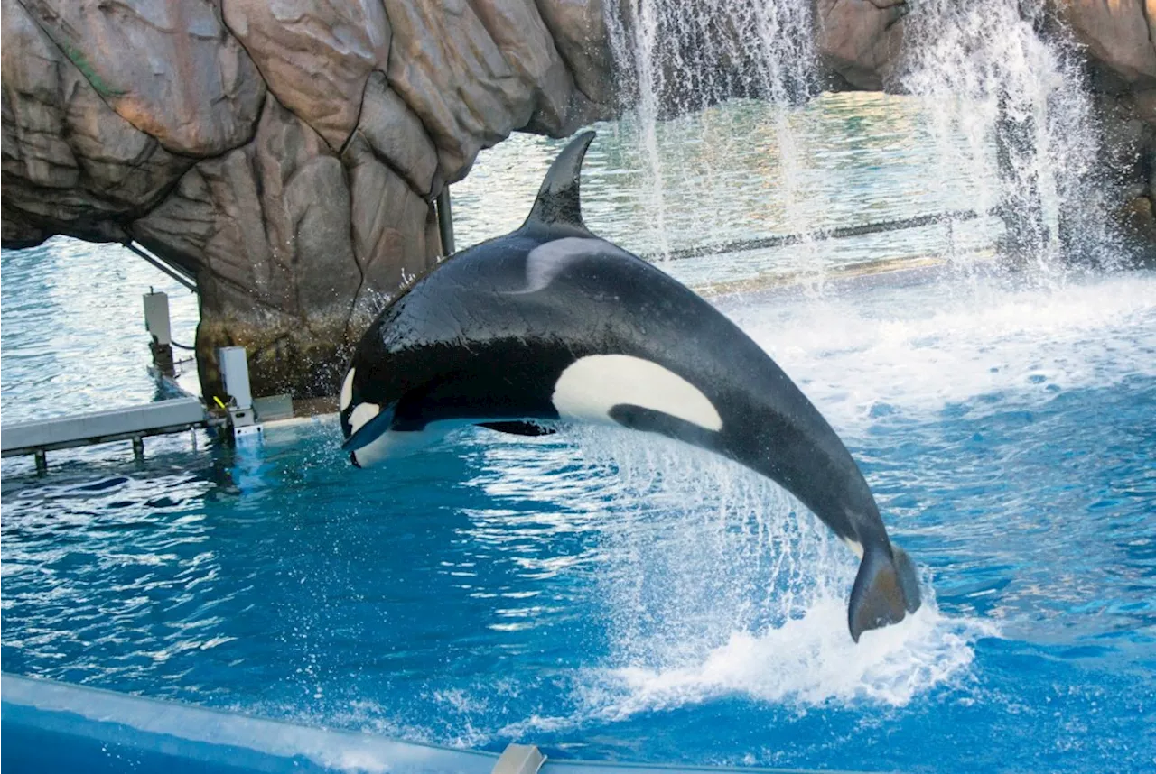 San Diego reaches settlement with SeaWorld on pandemic back rent