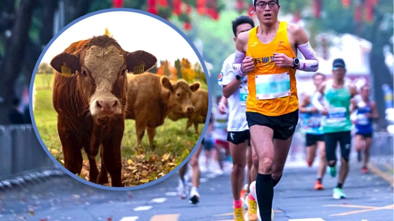 China's famous half-marathon offers unique prizes – cow, wild fish, chickens, boosting registration