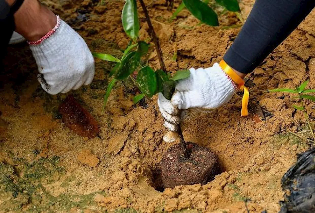 M'sia hits target of planting 100 million trees ahead of schedule