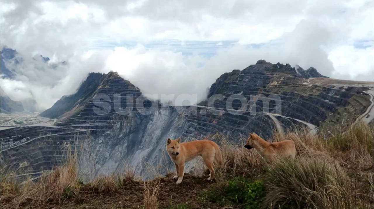 Dingo Jadi Salah Satu Indikator Keberhasilan Ekologi di Grasberg PT Freeport Indonesia