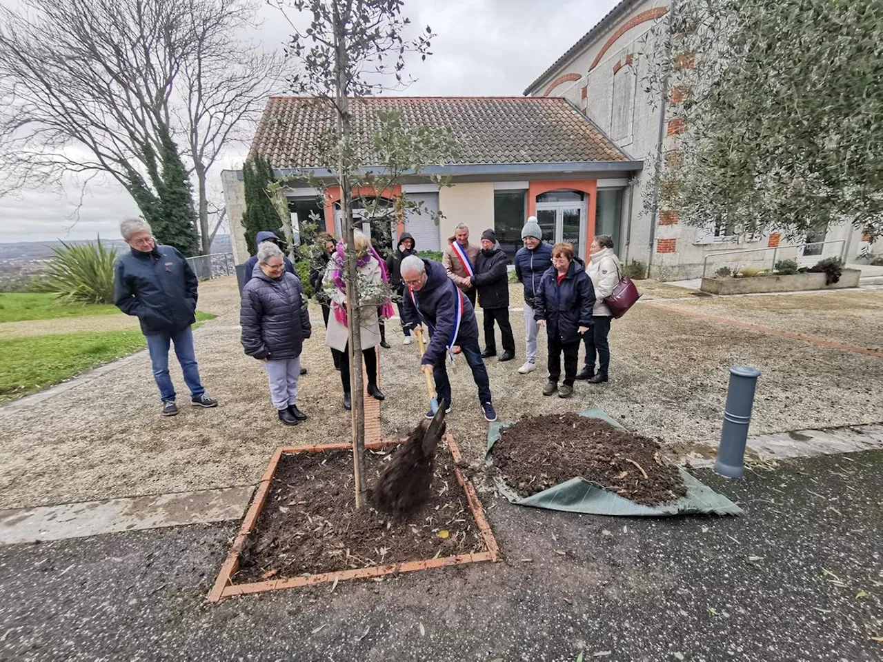 Pujols : le chêne vert de la laïcité planté devant la mairie