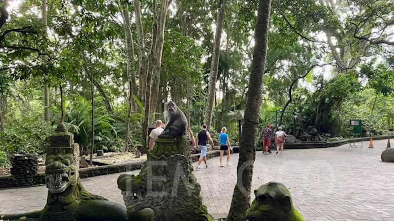 Akibat Pohon Tumbang di Monkey Forest Ubud Bali 2 Wisman Meninggal dan Lainnya Luka-luka