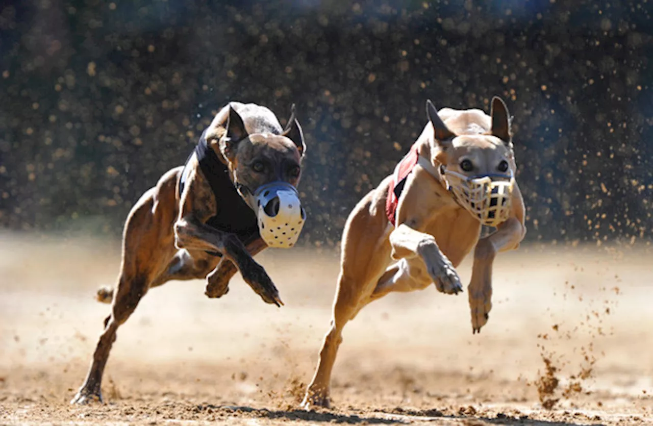 New Zealand to ban greyhound racing over animal welfare