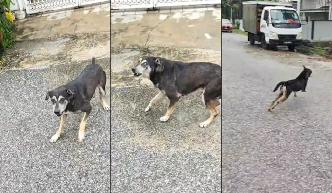 – Gelagat Rider Kejar Anjing Bikin Ramai Terhibur