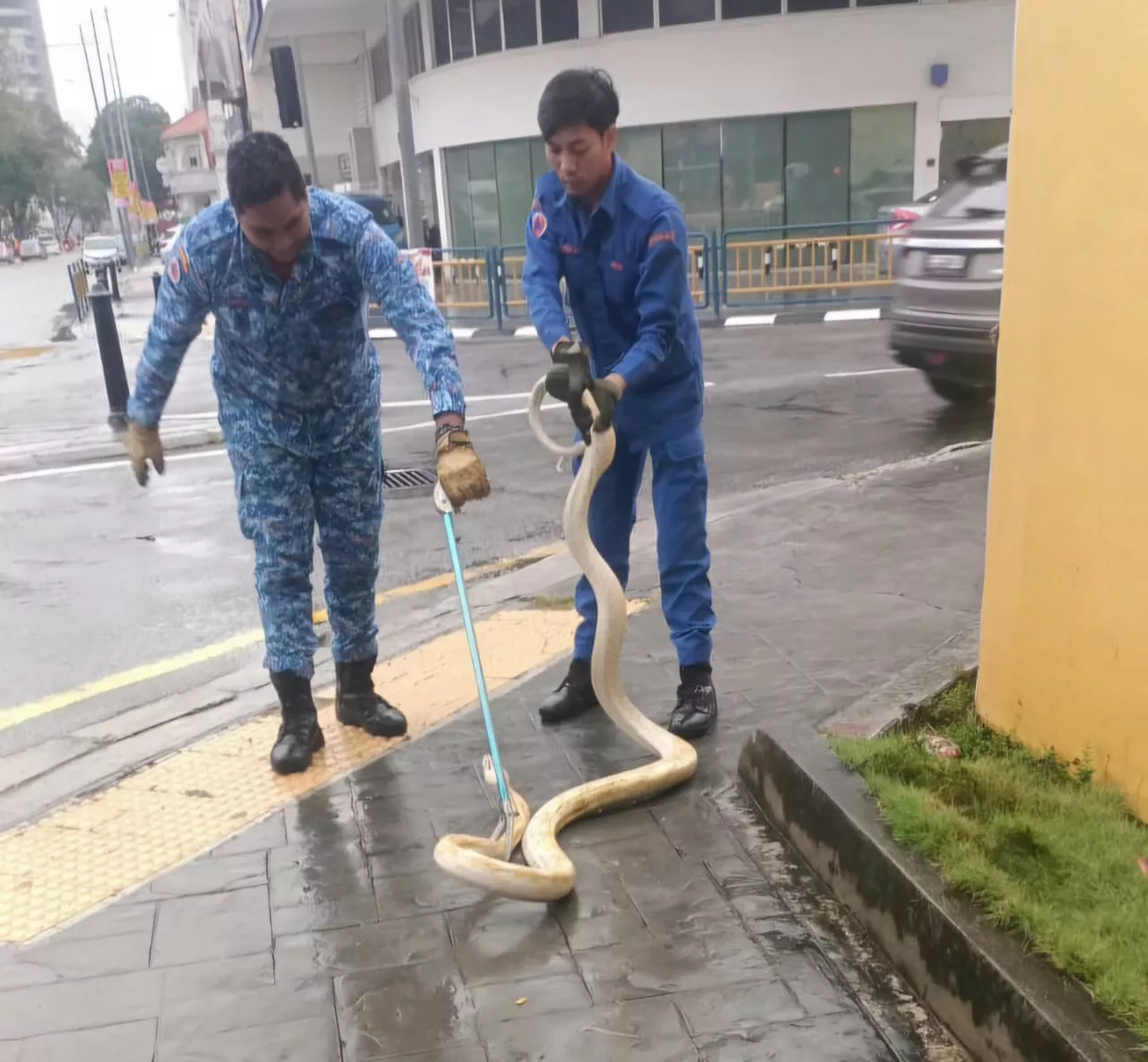 Cekup ular sawa albino berhampiran lampu isyarat