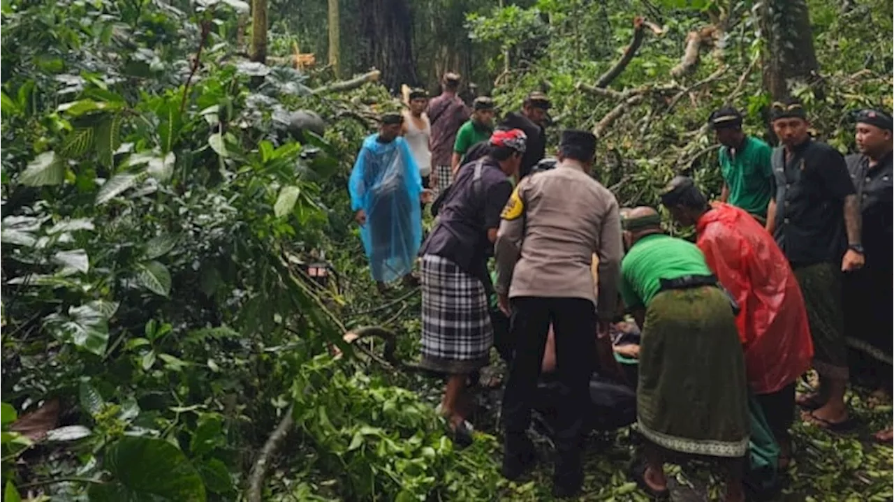 Dua Wisatawan Asing Asal Prancis dan Korsel Tewas Tertimpa Pohon Tumbang di Monkey Forest Ubud