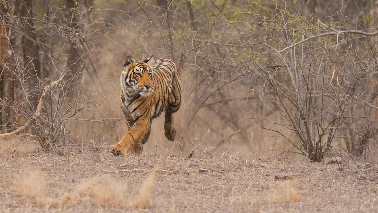 Tiere: Zahl der in Indien verstorbenen Tiger sinkt stark