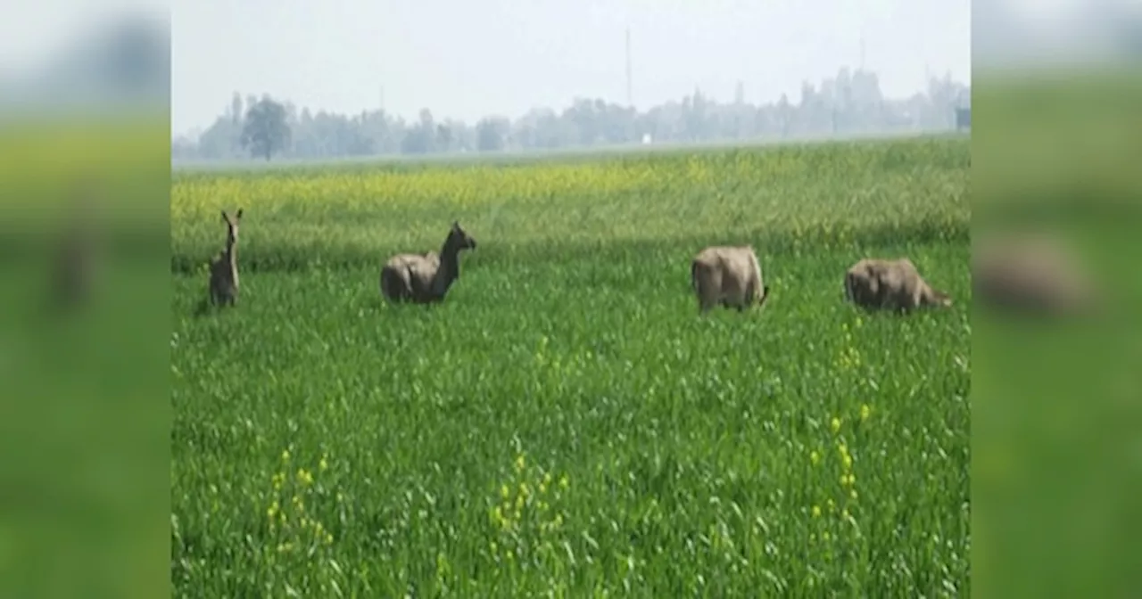 नीलगाय की बढ़ रही तादात, प्रतापगढ़ में फसल हो रही चौपट, कोटा में सड़क हादसे की बनी वजह