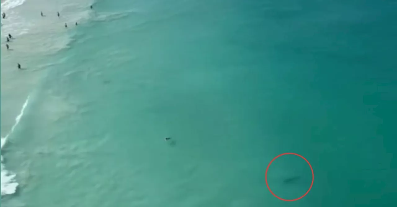 Chilling aerial footage shows tiger shark circling water metres from swimmers at Perth beach