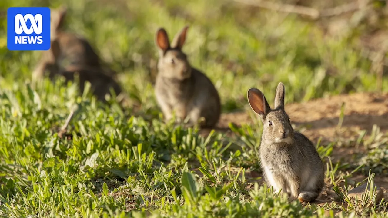 Concerns biological controls losing their edge as rabbit populations climb