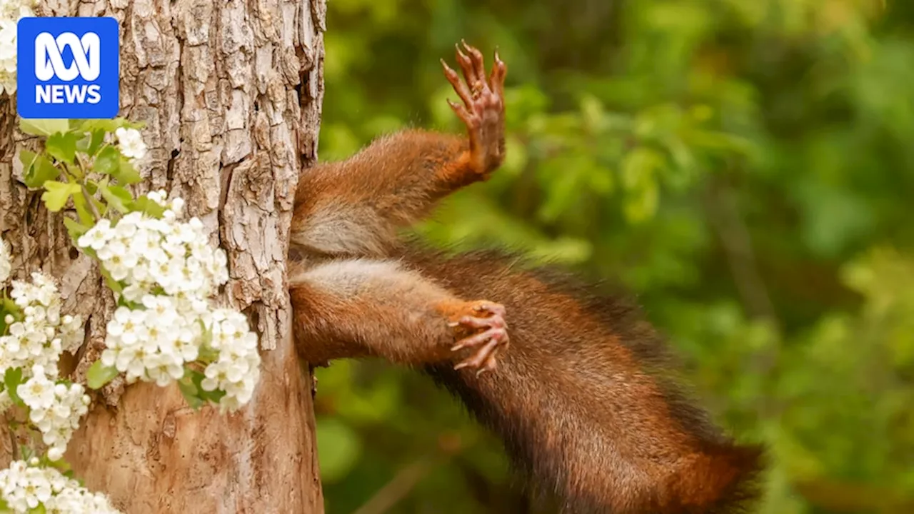 Judges pick the best pictures in the Nikon Comedy Wildlife Awards