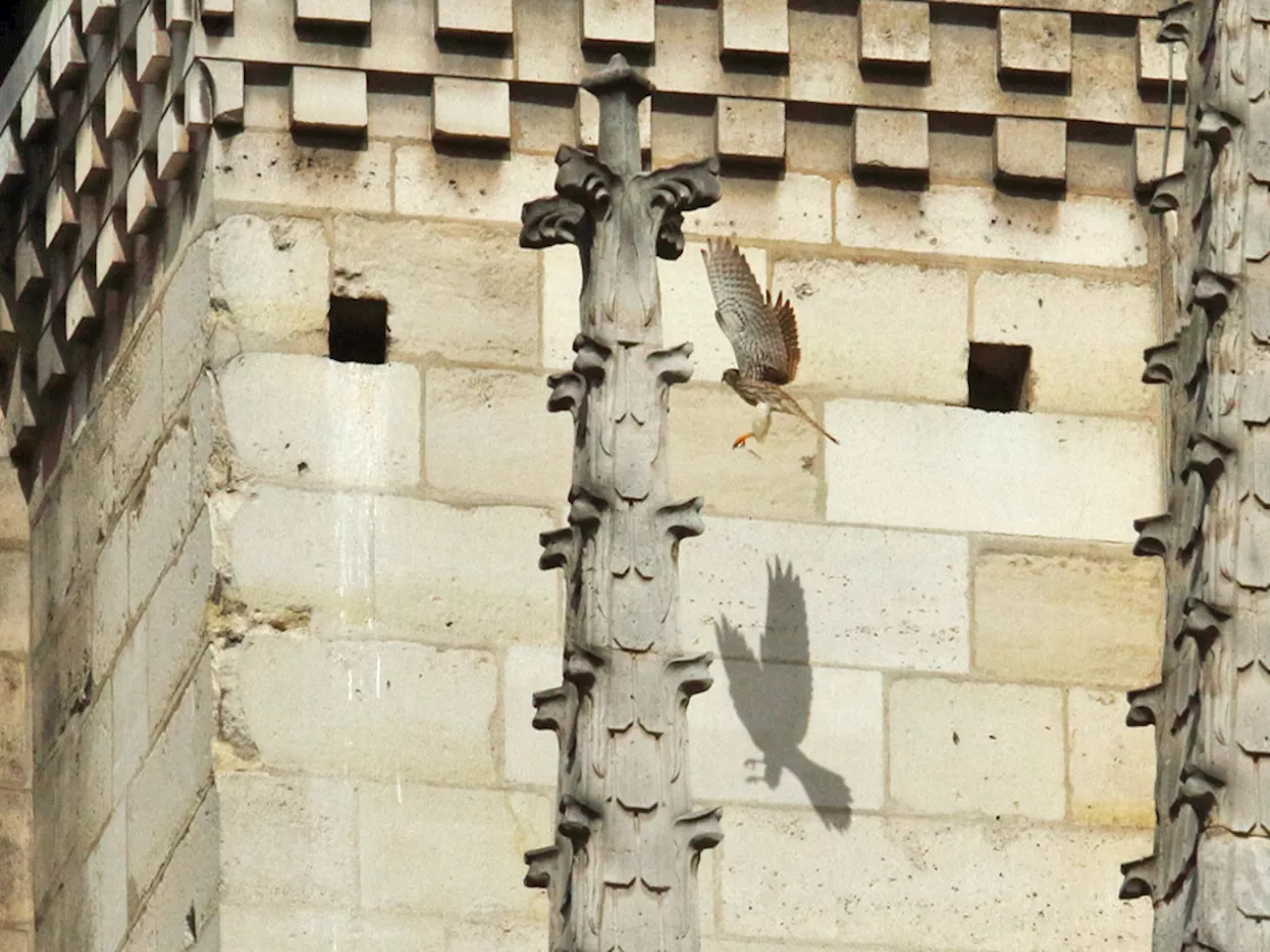 Notre-Dame de Paris, 'une falaise' prisée par les faucons : après l'incendie, vont-ils revenir ?