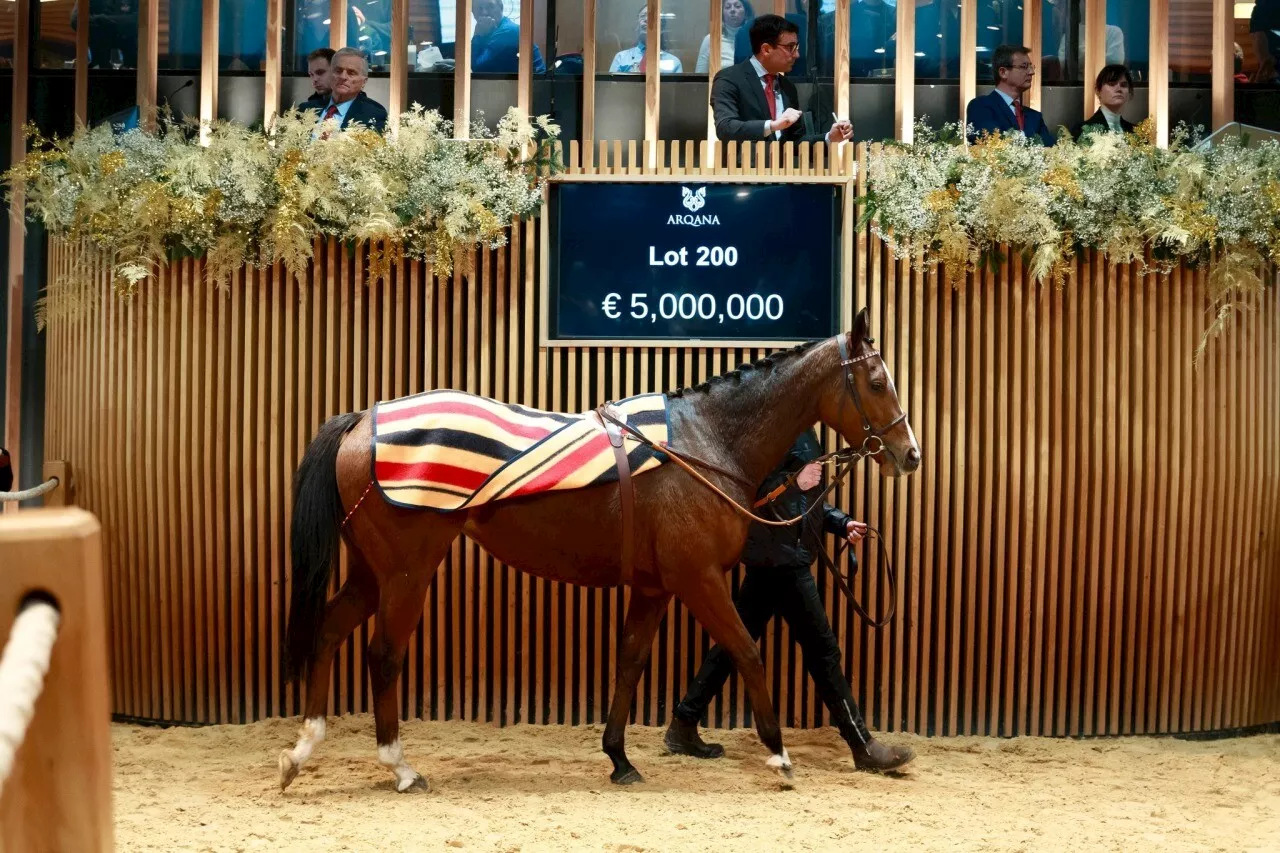 Une pouliche vendue 5 millions d'euros à Deauville : un record historique