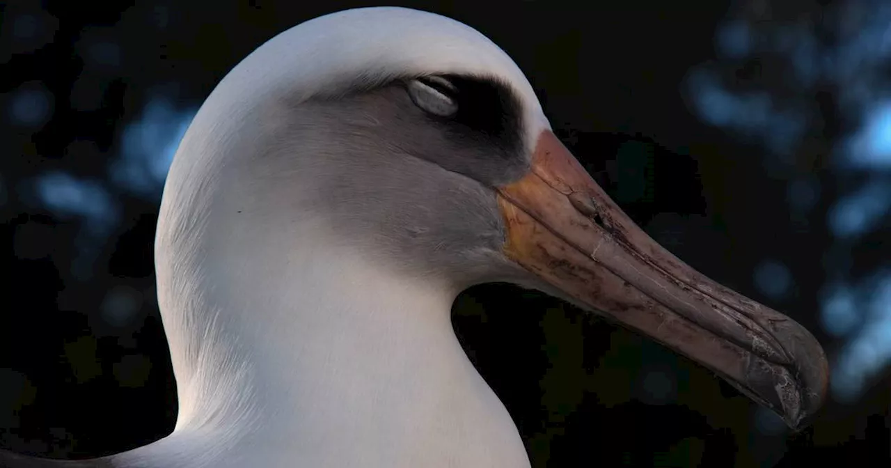 Wisdom the albatross, the world’s oldest bird, is still laying eggs at 74