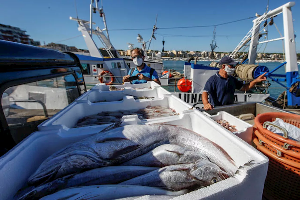 Accordo Ue sulle quote pesca nel Mediterraneo per il 2025