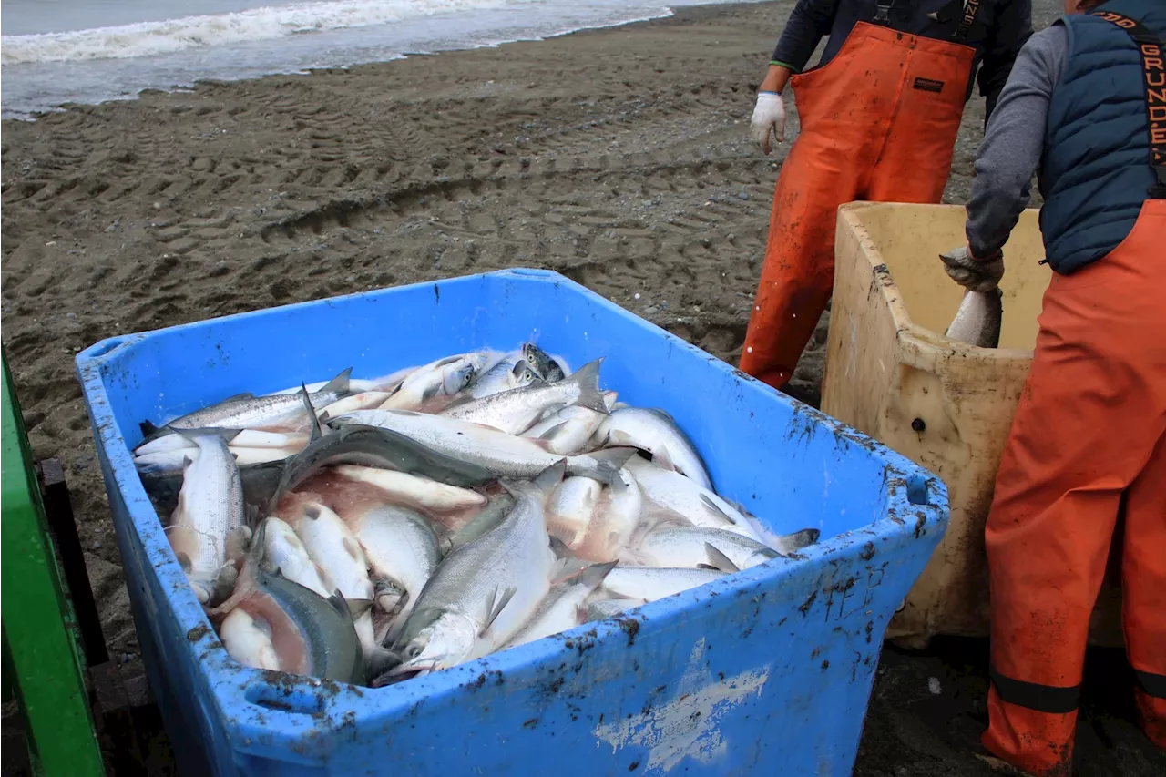 Kenai gets nearly $80K in fishery disaster funds from feds