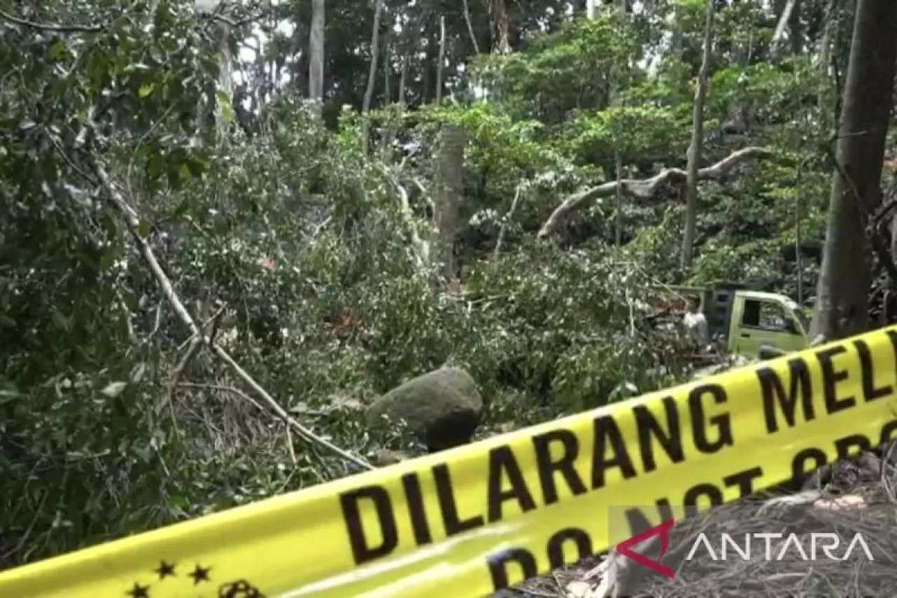 Dispar: Wisata Alam Monkey Forest tutup sementara imbas pohon tumbang