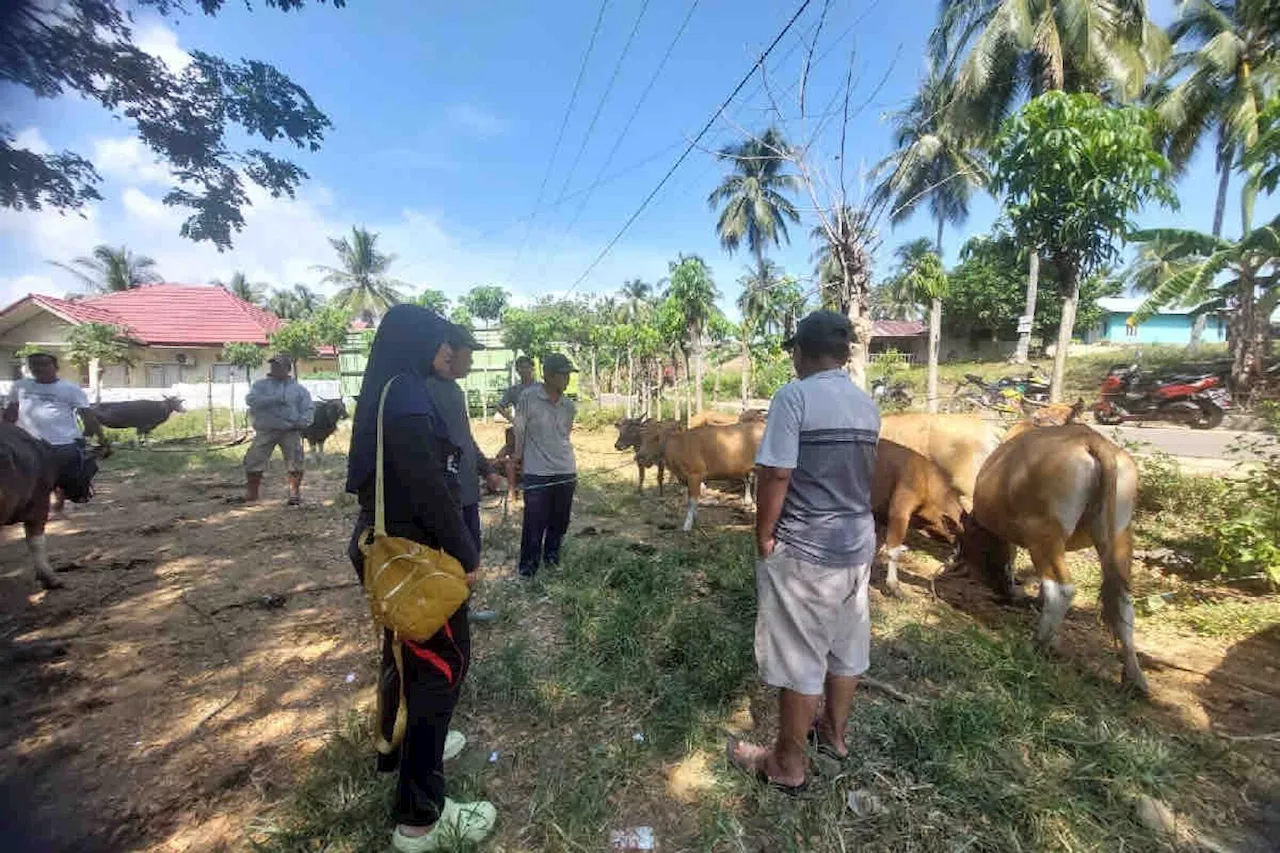 Kementan bergerak cepat tangani PMK di Gorontalo demi cegah penyebaran