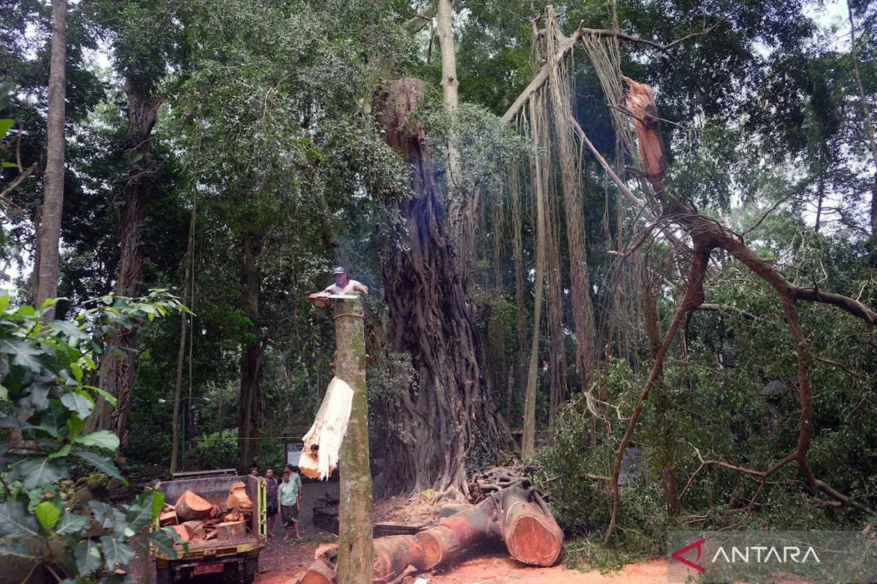 Usai insiden pohon tumbang, Monkey Forest di Bali ditutup sementara