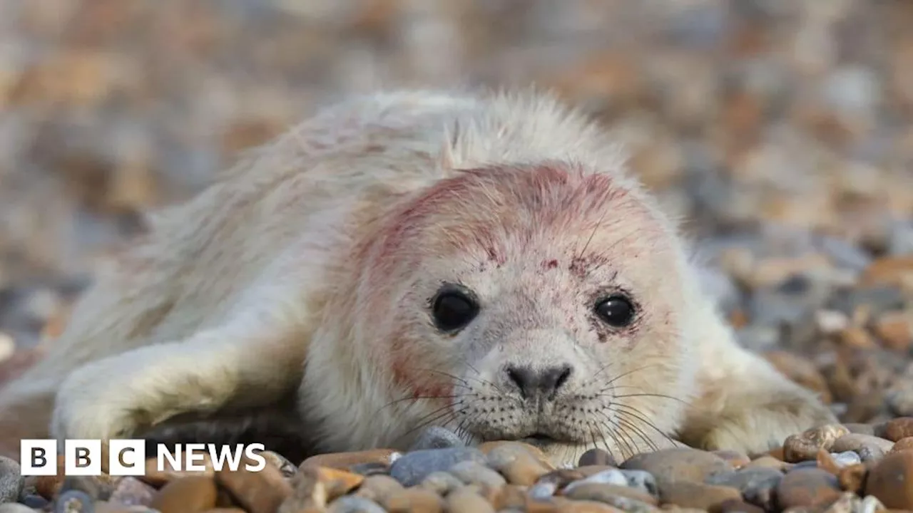 Orford Ness seal colony thriving with 'lack of human disturbance'