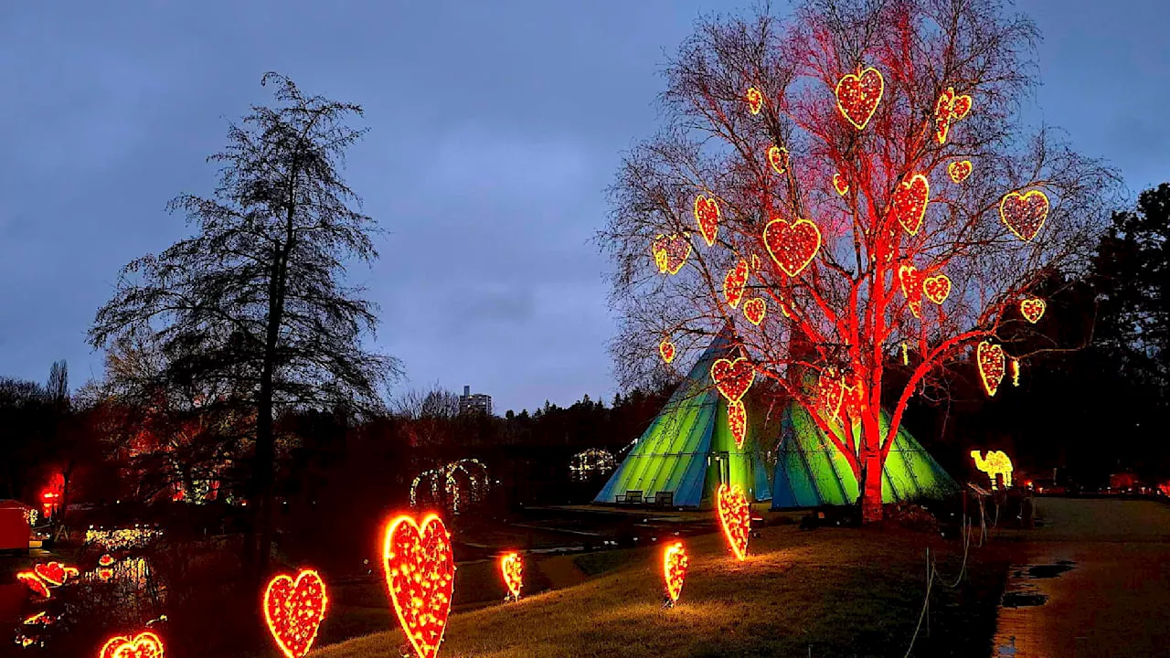 Advent in Hamburg: Gucken Sie mal, wie schön der Christmas Garden leuchtet