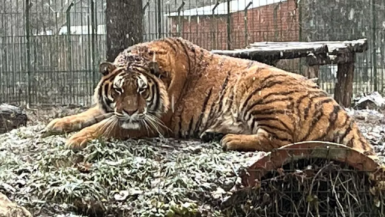 Rumänien: Tiger tötet Zoowärter nach Sicherheits-Fehler