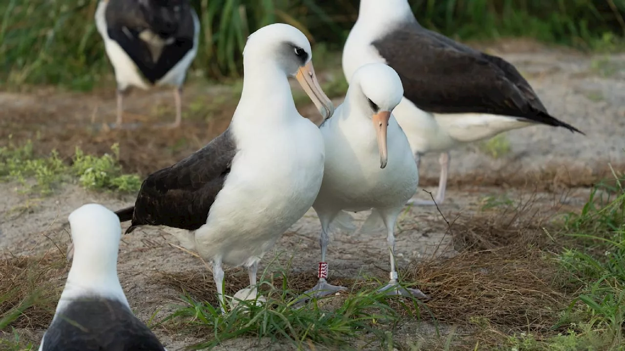 Sensation: 74-jähriger Albatros legt Ei auf Hawaii