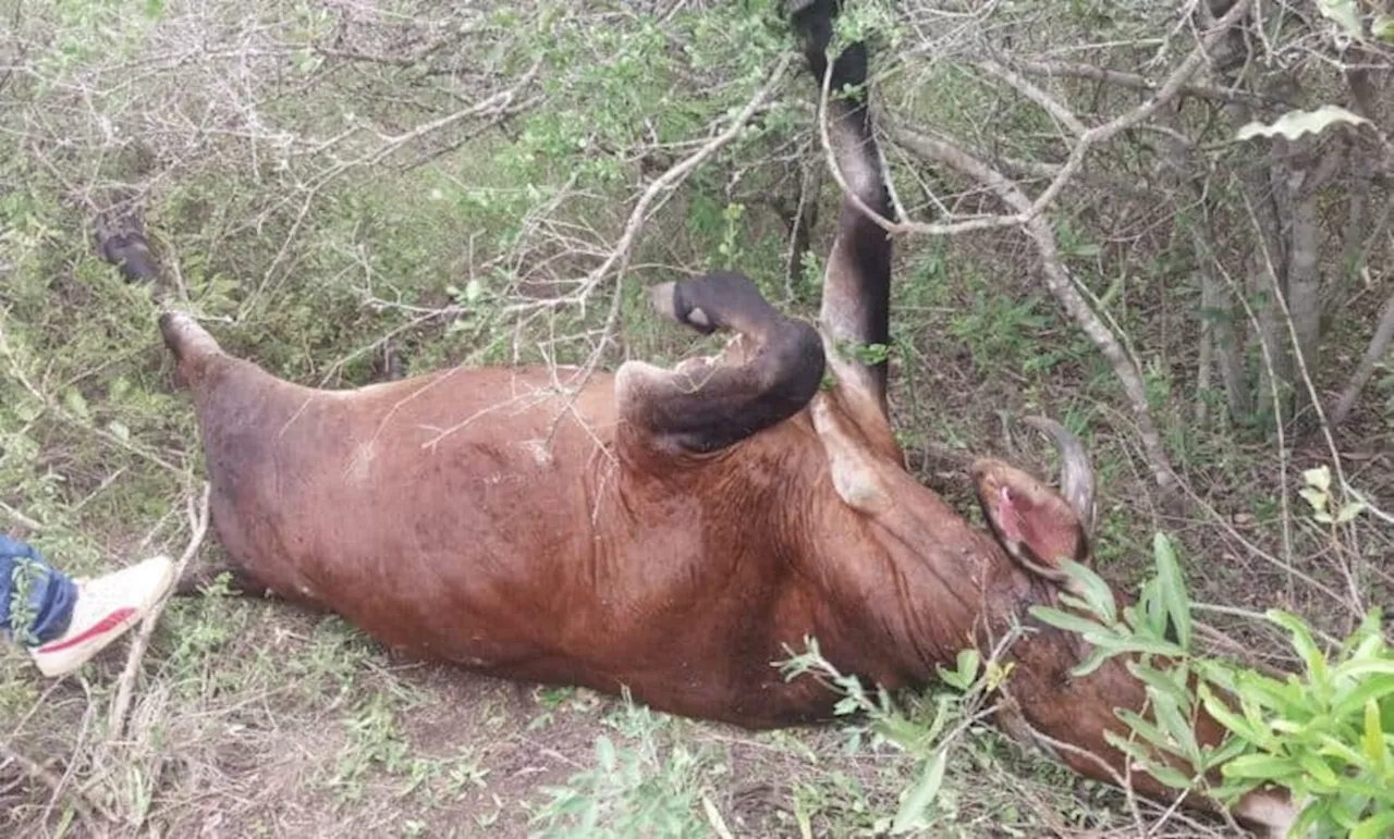 Residents warned after lion escapes from Hluhluwe-iMfolozi Park