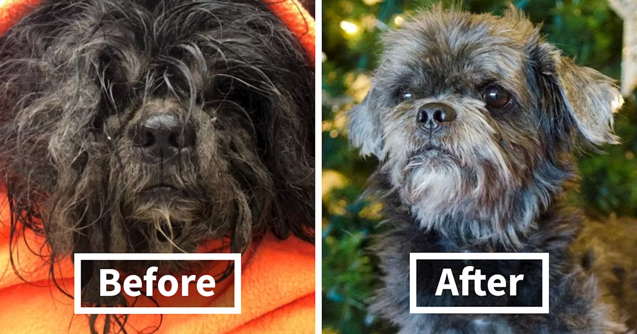 Matted Dog Frozen To The Ground Loses 6 Pounds Of Fur And Shows Beautiful Transformation