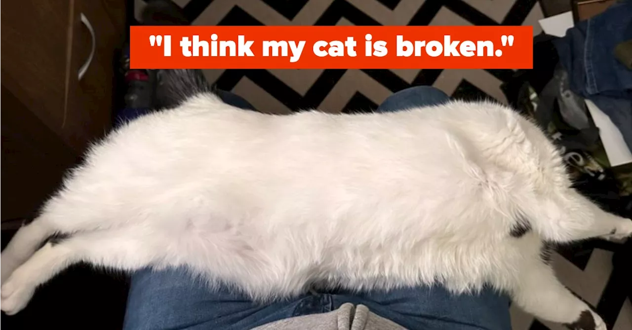 23 Funny Pet Tweets To Start Your Day