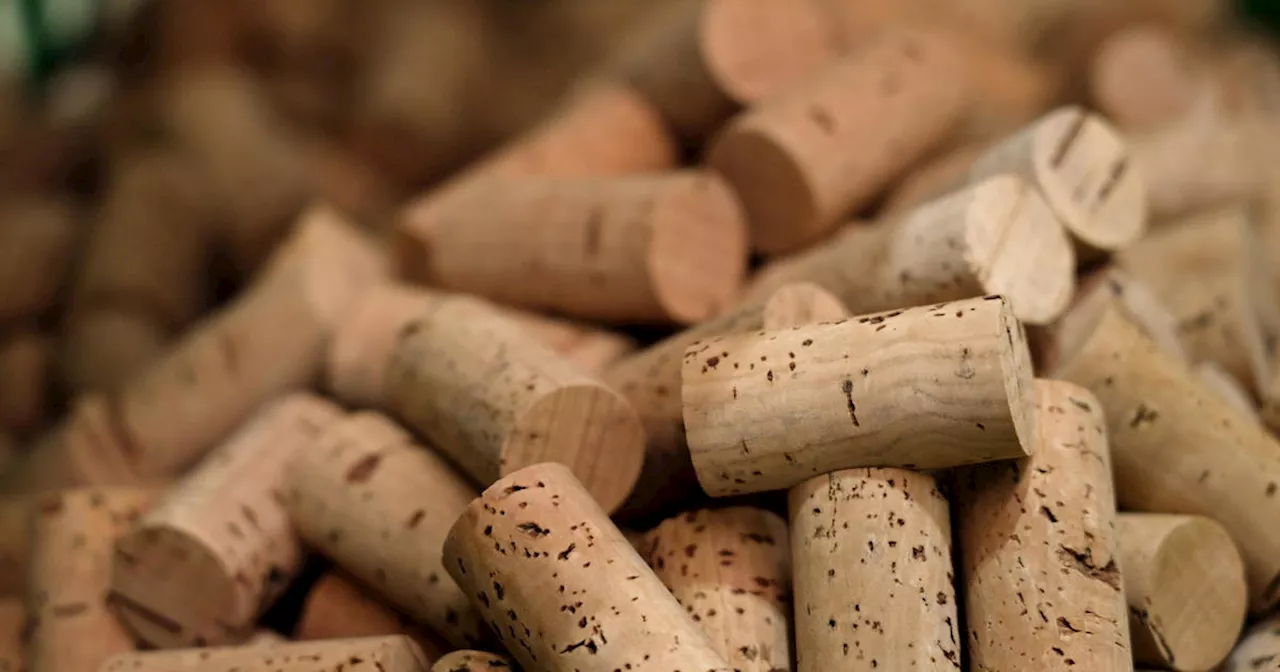 The secrets of cork: So much more than a bottle stopper