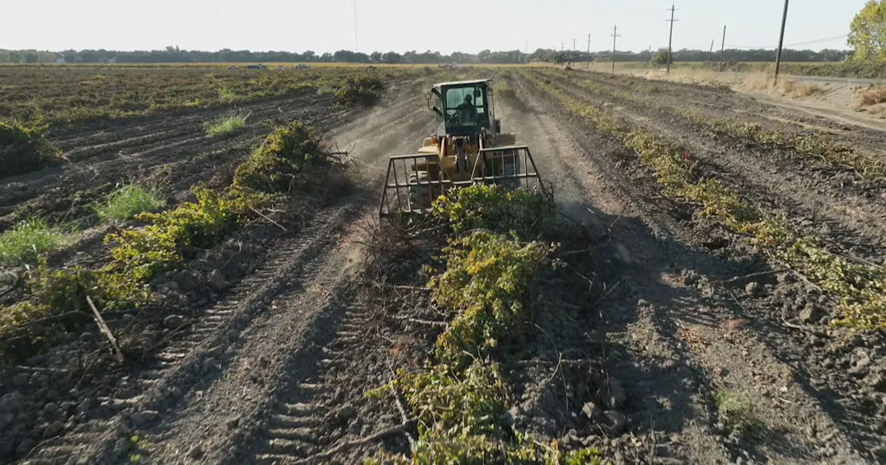 Wine vineyards are ripping out their fields because there isn't enough demand