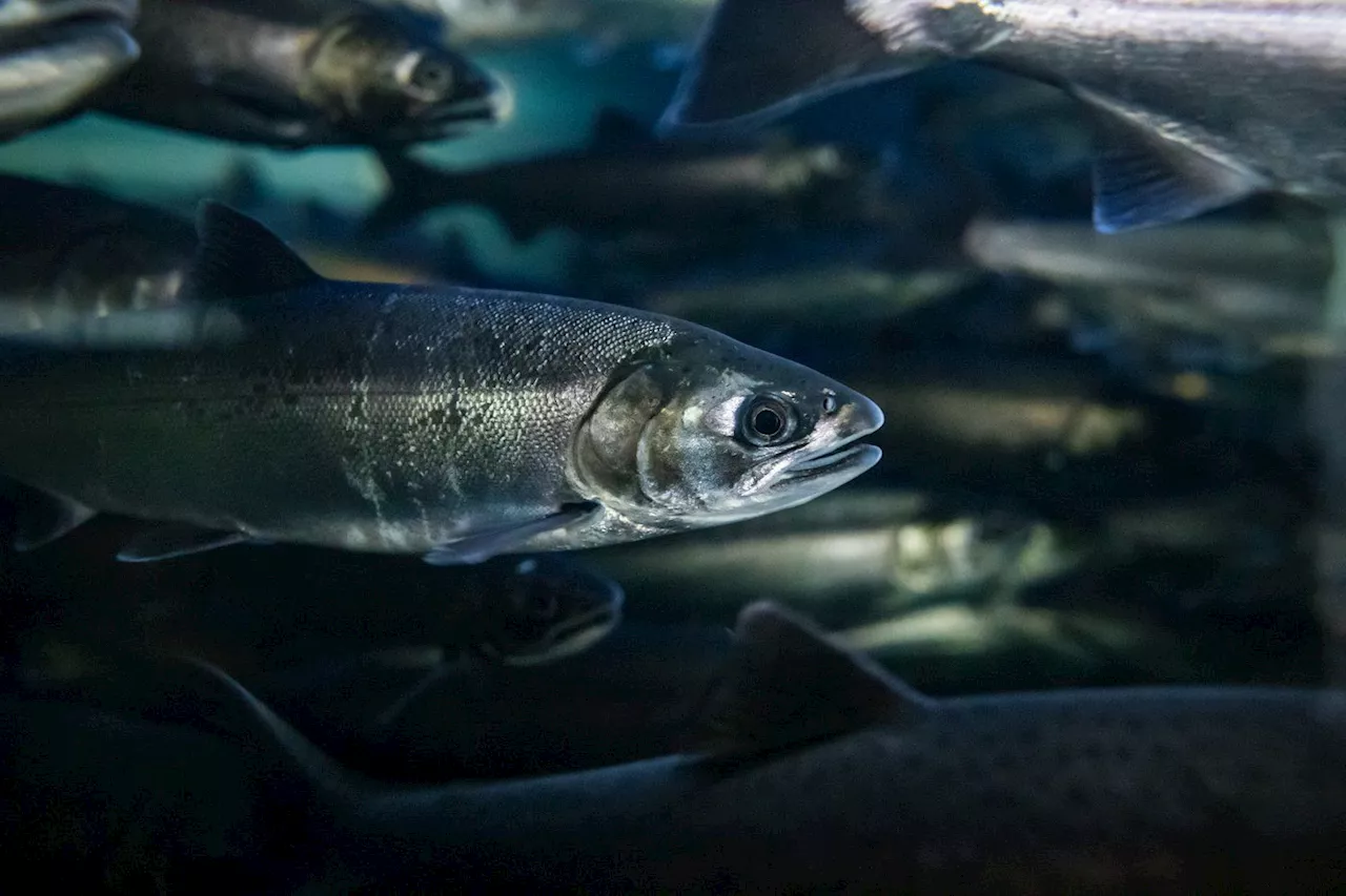 B.C. First Nation to develop salmon hatchery with Fisheries Department