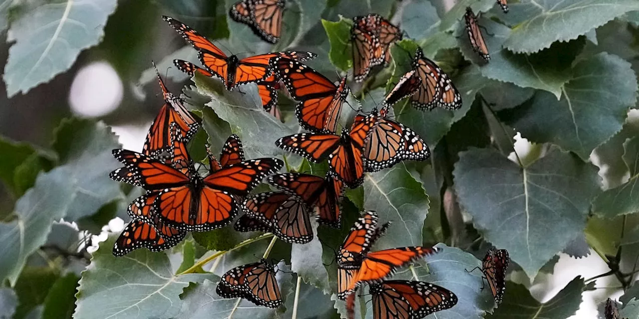 Monarch butterflies to be listed as a threatened species in US