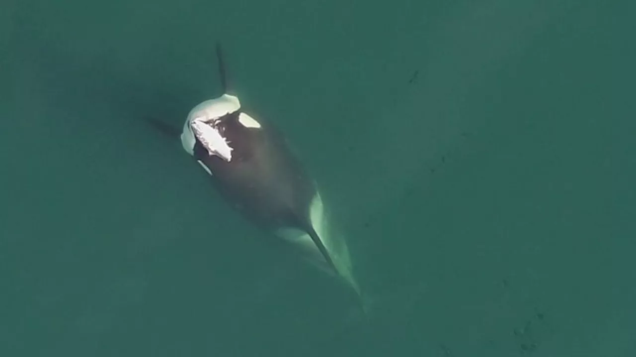 A recent orca sighting recalls a mystifying 1980s phenomenon. Is it happening again?