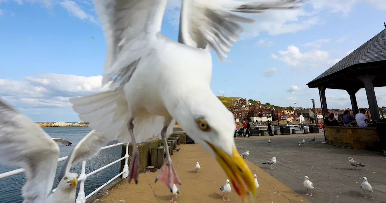 Hawks to retire as East Ayrshire Council unleash new plan for tackling seagulls