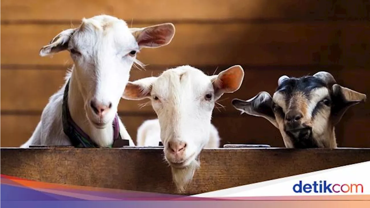 5 Hikmah Melaksanakan Akikah bagi Umat Islam