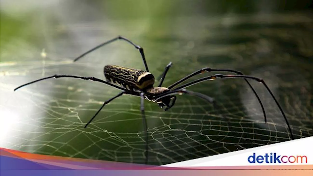 Ada Banyak Sarang Laba-laba di Rumah? Coba Bersihkan Pake Cara Ini