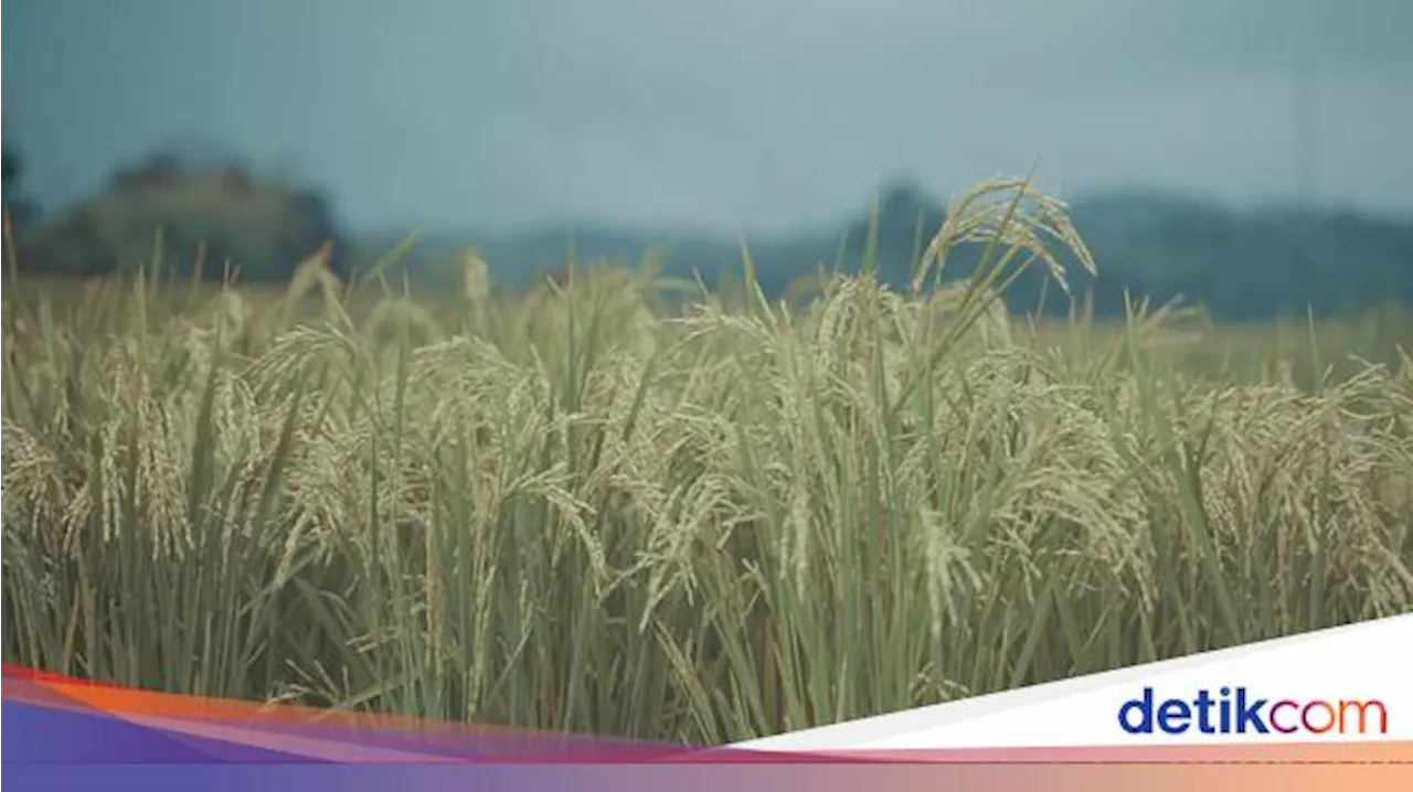 Aturan Lahan Sawah Bisa Dipakai untuk Perumahan Rampung Awal 2025