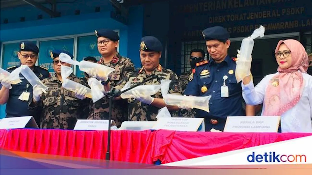 Dirjen PSDKP Bongkar Sindikat Penyelundupan Benih Lobster di Lampung