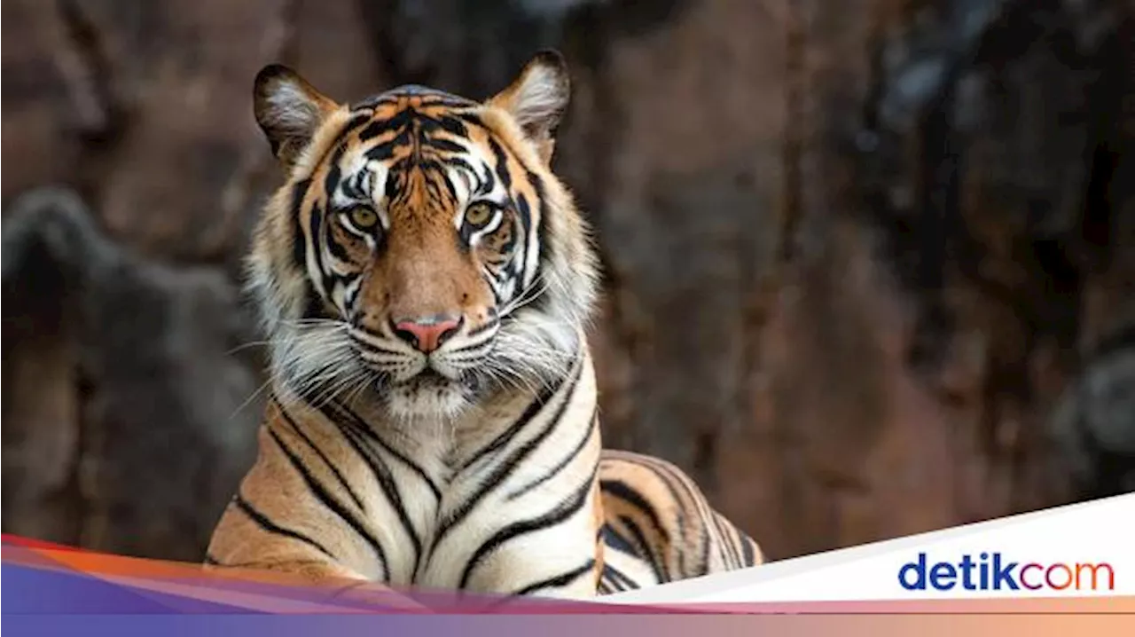 Harimau Diduga Berkeliaran di Sekitar RS Lampung, Warga Sebut Ada 3 Ekor