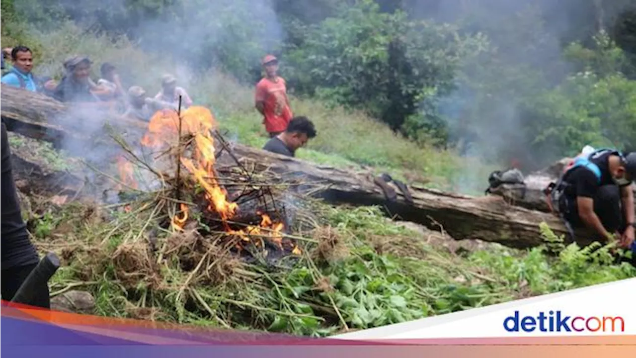 Polisi Temukan 1,5 Hektare Ladang Ganja di Madina, Pemilik Diburu