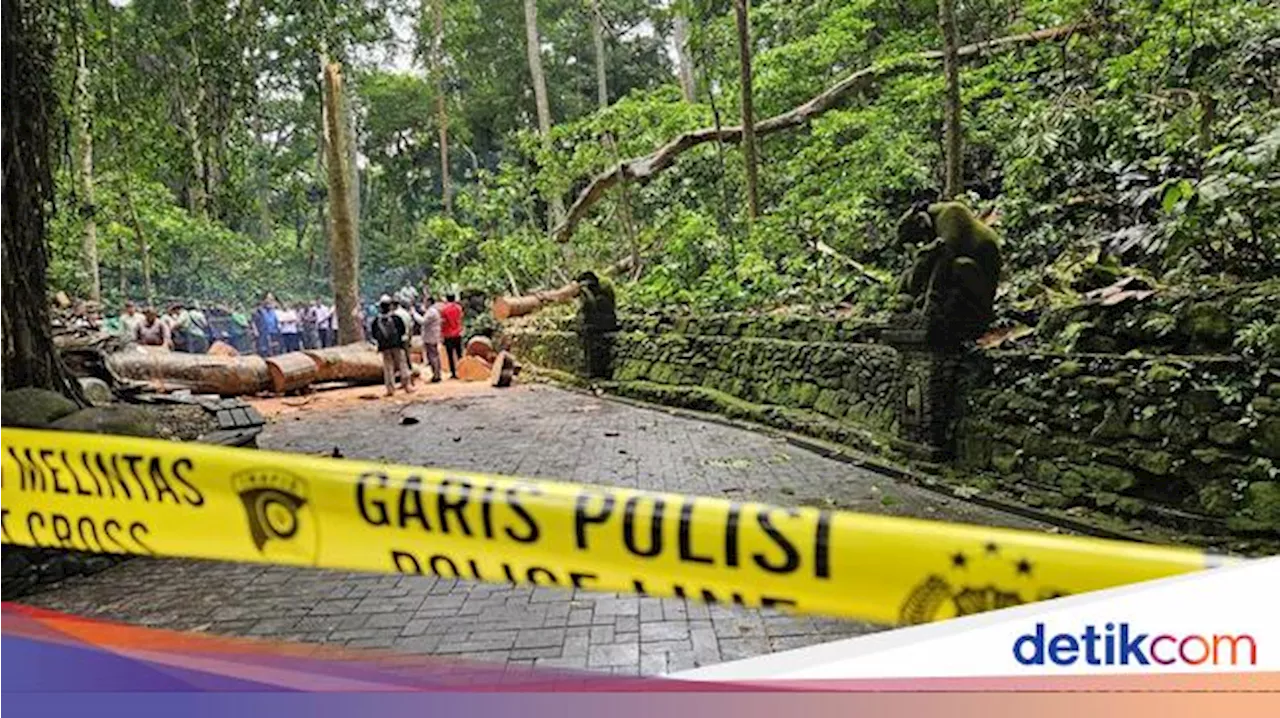 Turis Korban Pohon Tumbang Monkey Forest Dapat Asuransi hingga Rp 1 Miliar