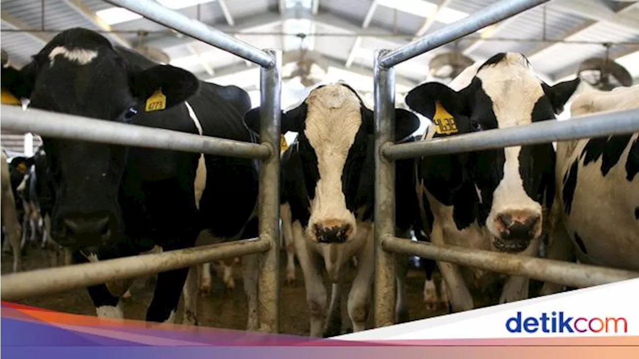 Genjot Produksi Susu dan Daging Sapi, 21 Lokasi Dijadikan PSN